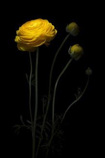 Color Awards Winners and Nominees