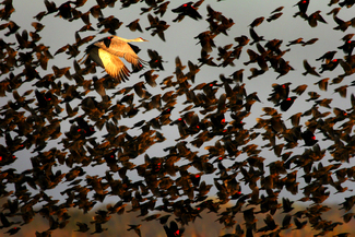 Color Awards Winners and Nominees