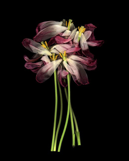 Color Awards Winners and Nominees