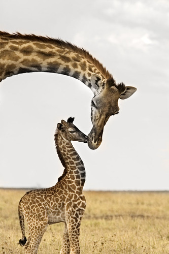 Giraffe's First Kiss