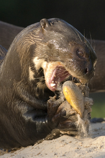 Color Awards Winners and Nominees