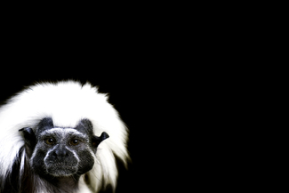 Color Awards Winners and Nominees