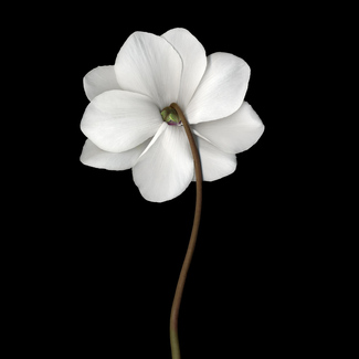 Color Awards Winners and Nominees