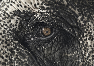 Color Awards Winners and Nominees