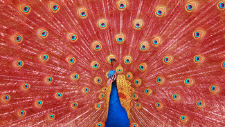 Color Awards Winners and Nominees