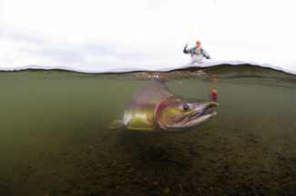 Color Awards Winners and Nominees