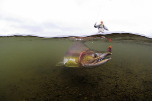 Salmon on the Fly