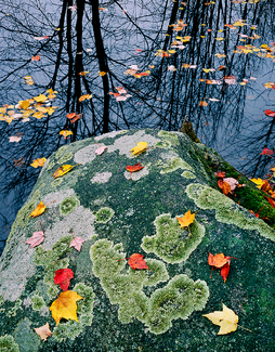 Color Awards Winners and Nominees