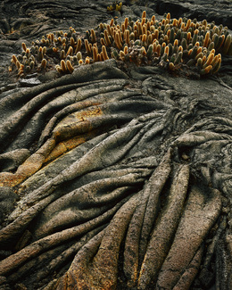 Color Awards Winners and Nominees