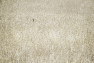 Color Awards Winners and Nominees