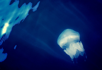 Color Awards Winners and Nominees