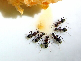 Color Awards Winners and Nominees