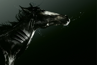 Color Awards Winners and Nominees