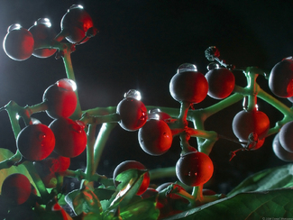 Color Awards Winners and Nominees