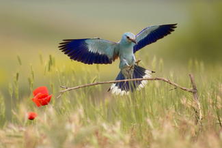 Color Awards Winners and Nominees