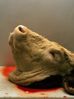 Color Awards Winners and Nominees