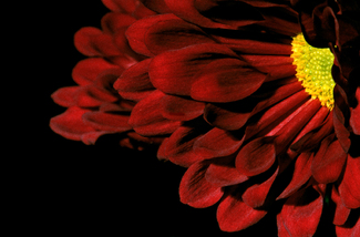 Color Awards Winners and Nominees