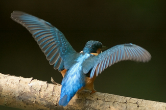 Color Awards Winners and Nominees