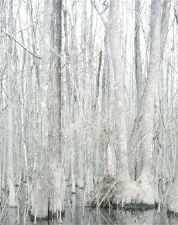 Color Awards Winners and Nominees