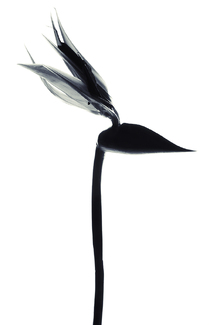 Color Awards Winners and Nominees