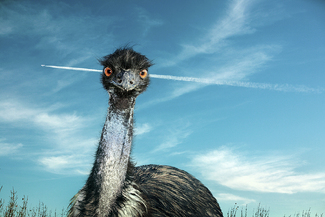 Color Awards Winners and Nominees