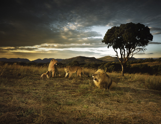 Color Awards Winners and Nominees