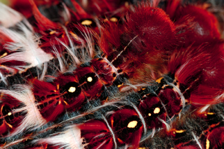 Color Awards Winners and Nominees