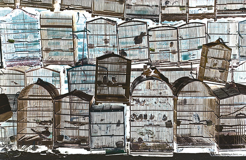 Birdcages