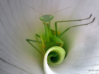 Color Awards Winners and Nominees