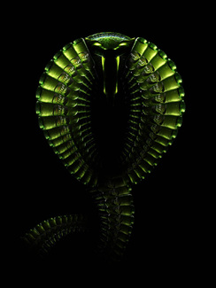 Color Awards Winners and Nominees