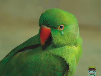 Color Awards Winners and Nominees