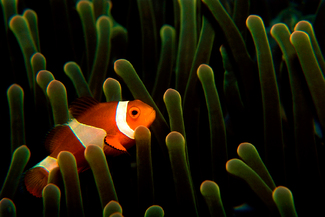 Color Awards Winners and Nominees