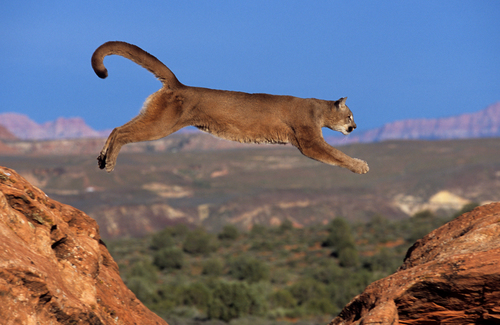 Mountain Lion Felis concolor jumping