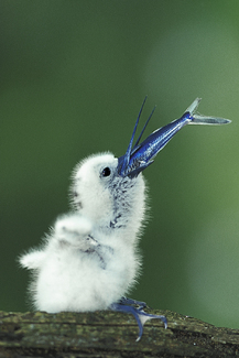 Baby Fairy Tern Swallows Flying Fish Color Awards Winners and Nominees