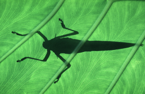 Cicada, Borneo