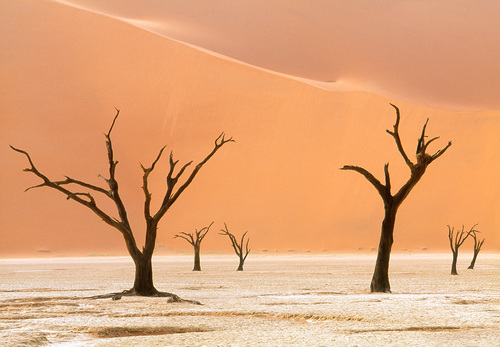 Namibia Trees