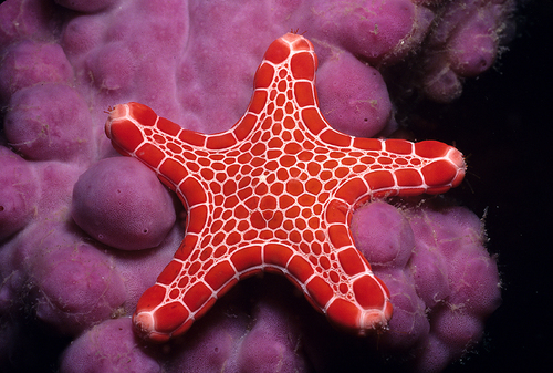 Seastar on Sponge
