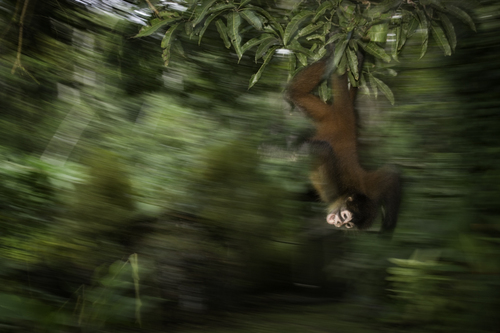 Spyder Monkey, Costa Rica