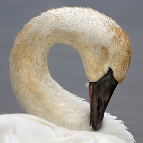 Trumpeter Swan (2)