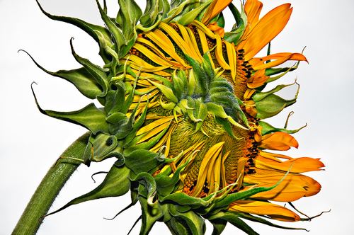 Two Coves Sunflower