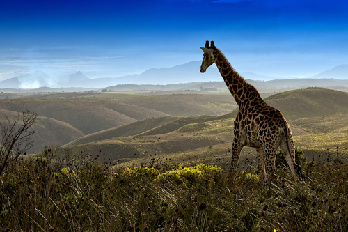 Giraffe in Paradise
