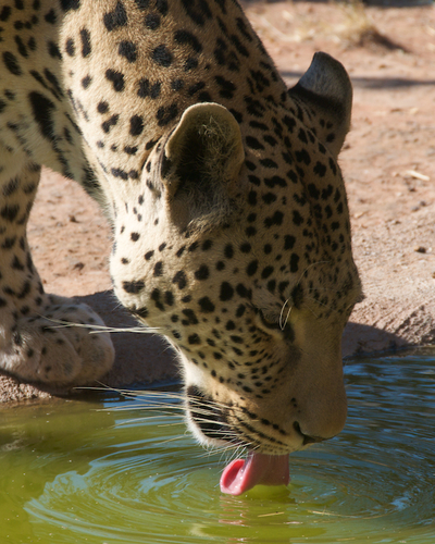Leopard ont he Waterhole