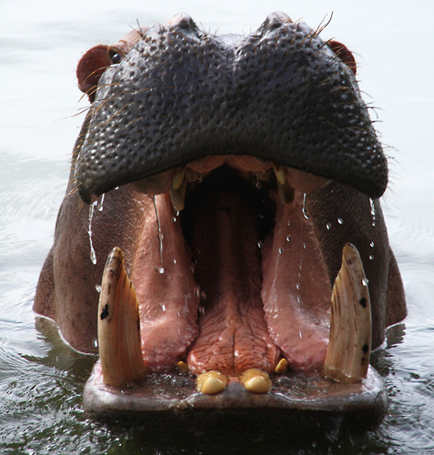 Hippo Dental Display