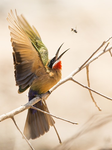 The Bee-Eater and the Bee