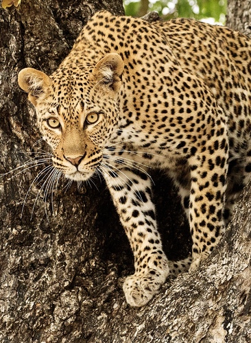 Wild leopard portrait