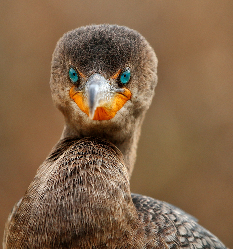 Direct Eye Contact with a Cormorant