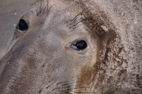 The Sad Elephant Seal