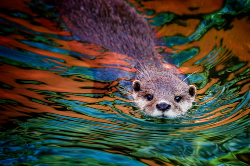 Otter and Reflection