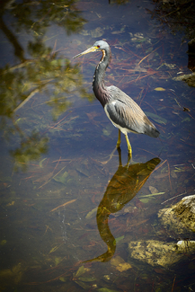 One of Florida's Finest Fowl Color Awards Winners and Nominees