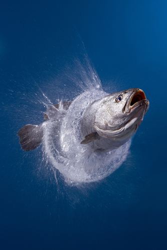 Water Explosion Fish